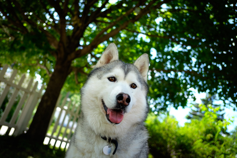 Illustration for article titled 39 *Scratchy Scratchy* Photos of Dogs